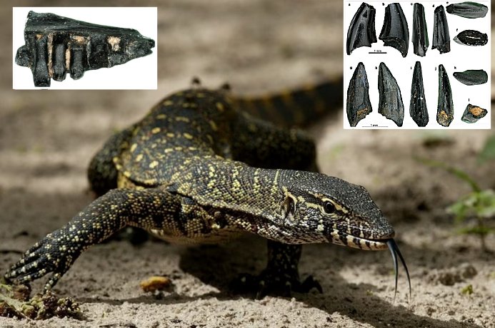 Giant Monitor Lizards That Lived In Switzerland 17 Million Years Ago - Discovered