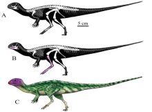 New Species Of Plant-Eating Dinosaur Identified In Thailand