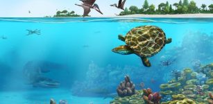 Perfectly Preserved Turtle Fossil Gives Clues To Habitat 150 Million Years Ago