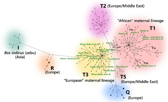 Ancient DNA Reveals American Cattle Originally Came From Africa Ancient DNA Reveals American Cattle Originally Came From Africa