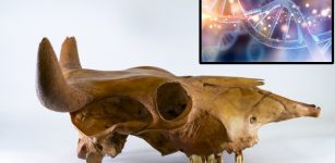 Ancient DNA Reveals American Cattle Originally Came From Africa