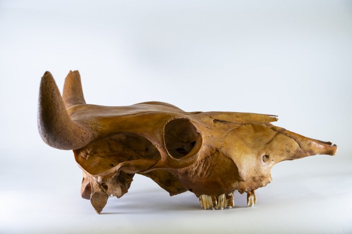 Ancient DNA Reveals American Cattle Originally Came From Africa Ancient DNA Reveals American Cattle Originally Came From Africa
