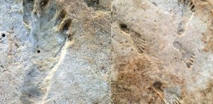 What Can Fossil Footprint Discoveries Tell Us About The Past?