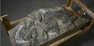 240-Million-Year-Old Fossil of A Giant Amphibian Found In Retaining Wall