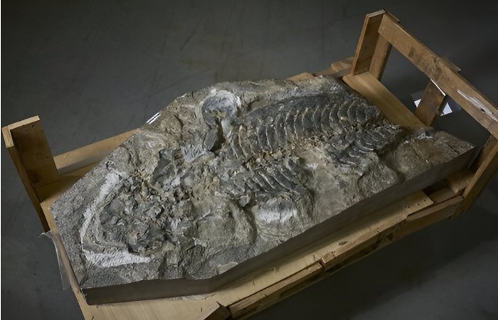 240-Million-Year-Old Fossil of A Giant Amphibian Found In Retaining Wall