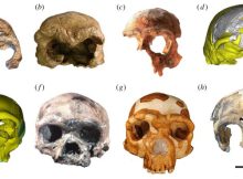 Abundant Hominin Fossils Dated To 300 ka Excavated In Hualongdong (HLD), East China