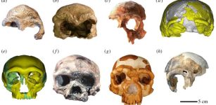 Abundant Hominin Fossils Dated To 300 ka Excavated In Hualongdong (HLD), East China