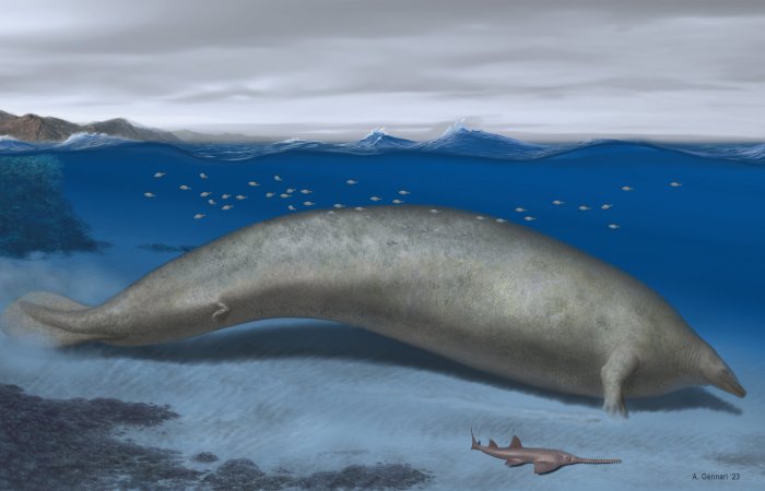 Whale That Lived 40 Million Years Ago Could Be The Heaviest Animal To Have Ever Lived Whale That Lived 40 Million Years Ago Could Be The Heaviest Animal To Have Ever Lived