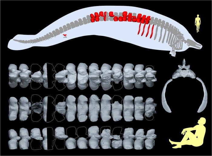 Whale That Lived 40 Million Years Ago Could Be The Heaviest Animal To Have Ever Lived Whale That Lived 40 Million Years Ago Could Be The Heaviest Animal To Have Ever Lived
