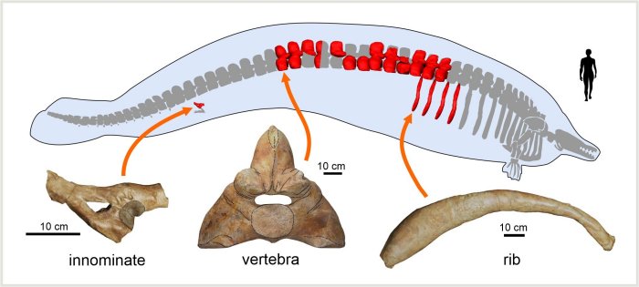 Whale That Lived 40 Million Years Ago Could Be The Heaviest Animal To Have Ever Lived Whale That Lived 40 Million Years Ago Could Be The Heaviest Animal To Have Ever Lived