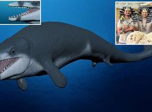 Tutcetus: The 'Pharaoh' Of Whales Who Died Young 41 Million Years Ago