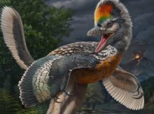 New Fossil Link In Bird Evolution Discovered