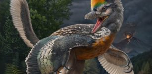 New Fossil Link In Bird Evolution Discovered