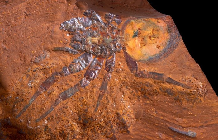 16-Million-Year-Old Spider Fossil Is The Largest Ever Found In Australia