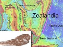 Remarkably Intact Fossil Species Suggests Tropicbirds Originated In Zealandia