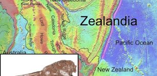 Remarkably Intact Fossil Species Suggests Tropicbirds Originated In Zealandia