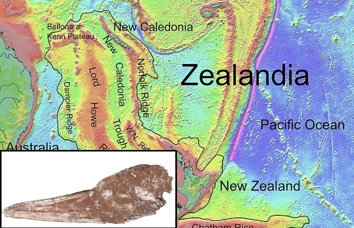 Remarkably Intact Fossil Species Suggests Tropicbirds Originated In Zealandia