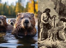 Beavers Had A Big Influence On How Stone Age People Lived