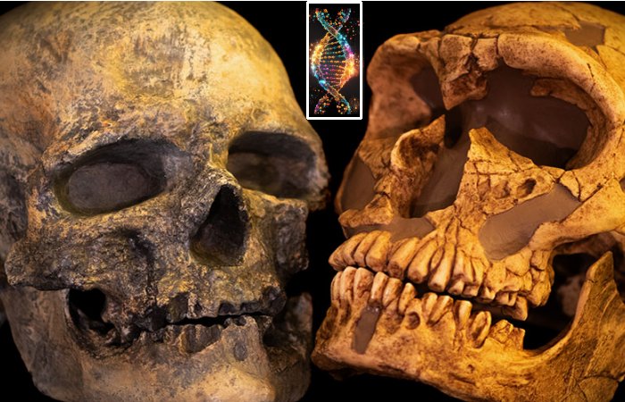 Encounter Between Neanderthals And Homo Sapiens - Genome Study Traces The History