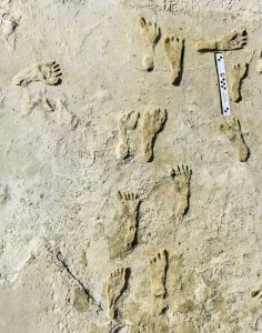 Oldest Fossil Human Footprints In North America Confirmed - Ancient Pages