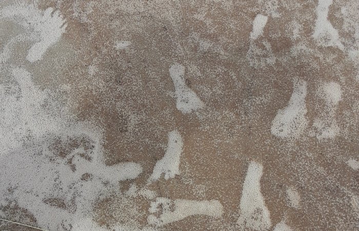 Oldest Fossil Human Footprints In North America Confirmed