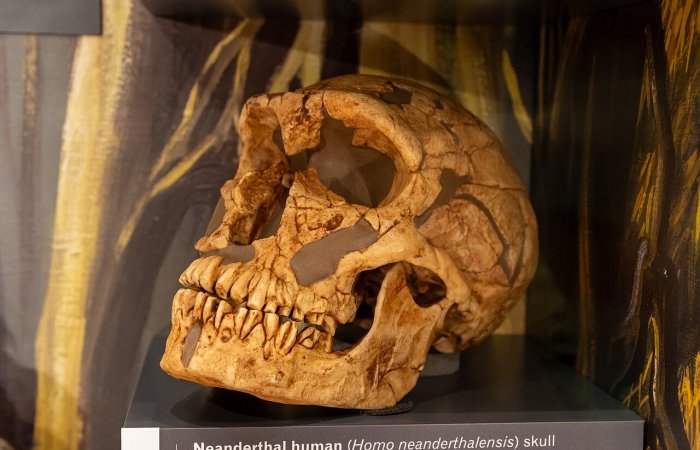 Why Is La Ferrassie Man A Unique And Famous Neanderthal?