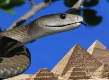 Brooklyn Papyrus Reveals Ancient Egypt Had Far More Venomous Snakes Than The Country Today