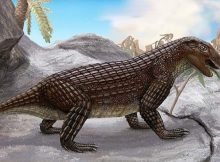 Surprisingly Complex History Of Crocodiles – New Study