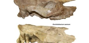 Fossilized Skulls Reveal Relatives Of Today's Rhinos Had No Horn And Died Out 5 Million Years Ago