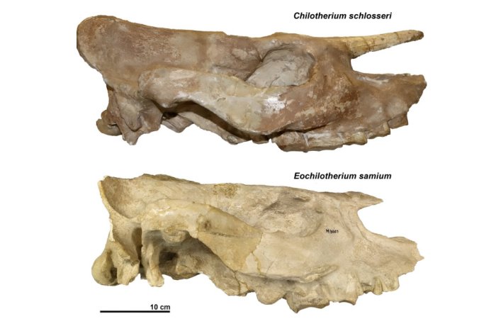 Fossilized Skulls Reveal Relatives Of Today's Rhinos Had No Horn And Died Out 5 Million Years Ago