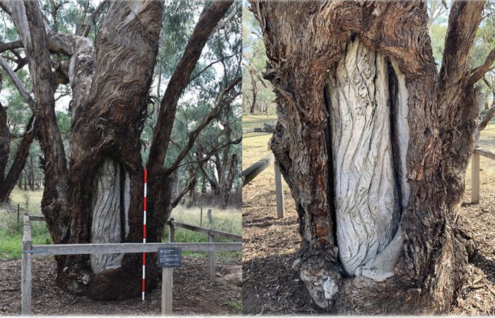 Hidden Story Of The Sacred Wiradjuri Carved Trees Revealed