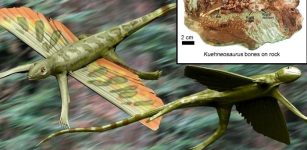 200-Million-Year-Old Flying Reptile Kuehneosaurus Discovered In Somerset, UK