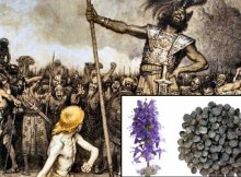 Reconstructed Plants From Biblical Goliath Home Sheds Light On Philistine Rituals