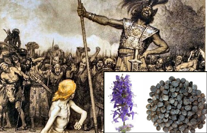 Reconstructed Plants From Biblical Goliath Home Sheds Light On Philistine Rituals