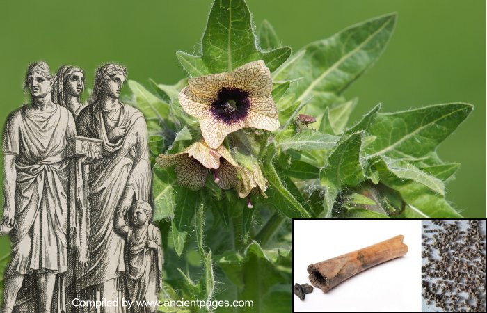 Ancient Romans Used The Poisonous Black Henbane Plant As Hallucinogenic Medicine