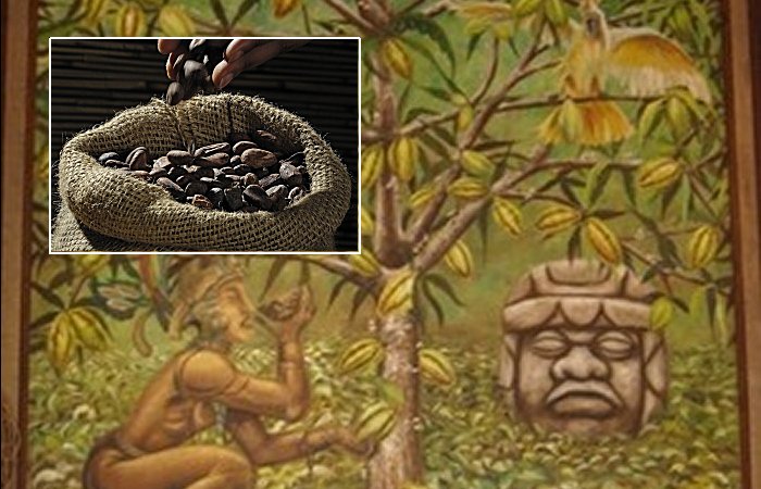 Cacao Was Cultivated By Cultures Along The Pacific Coast Around 5,000 Years Ago - New Study