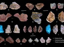 New Tool-Making Timeline For East Asian Hominins - Study