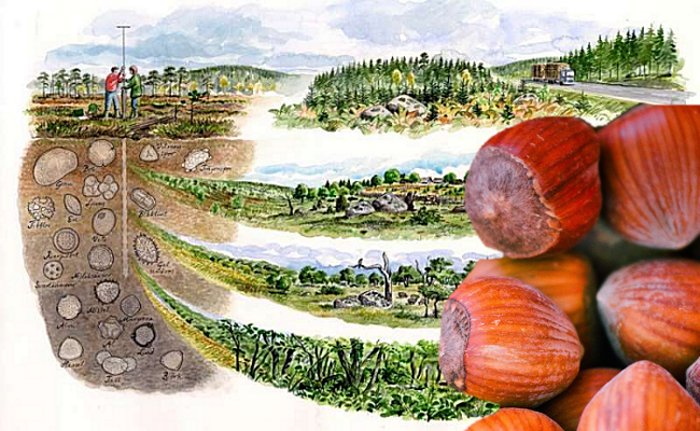 Hazelnuts -'Time Capsule' To Reconstruct Landscape Of Ancient Forests In Sweden