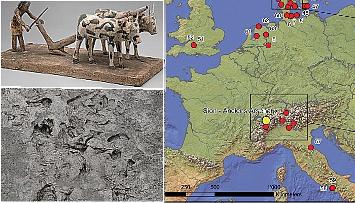 Exciting Find In The Swiss Alps - First Furrows And Animal Tracks Are Evidence Of Prehistoric Plowing