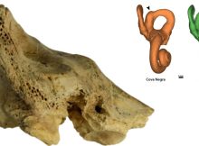 Groundbreaking Study: First Known Case Of Down Syndrome In Neanderthals - Investigated