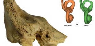 Groundbreaking Study: First Known Case Of Down Syndrome In Neanderthals - Investigated