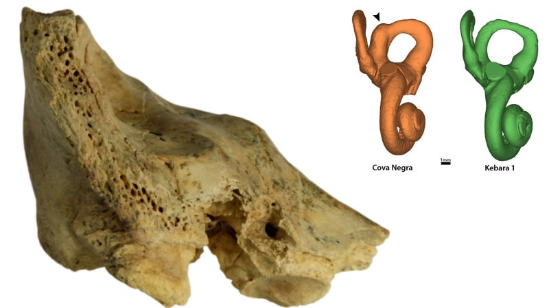 Groundbreaking Study: First Known Case Of Down Syndrome In Neanderthals - Investigated