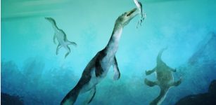 Oldest Polar Sea Reptile Fossil Ever Found In Southern Hemisphere