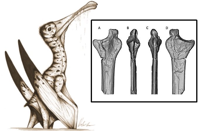 Fossilized Remains Of A Gigantic Jurassic Pterosaur Unearthed In Oxfordshire, UK