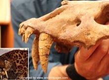 Fossil Of Prehistoric Saber-Toothed Cat Found In Texas