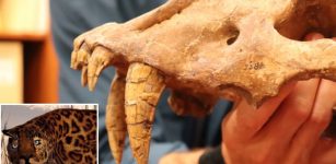 Fossil Of Prehistoric Saber-Toothed Cat Found In Texas