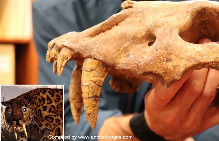 Fossil Of Prehistoric Saber-Toothed Cat Found In Texas