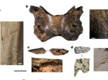 New Denisovan Fossil: Extinct Humans Inhabited Tibetan Plateau For 160, 000 Years - Study