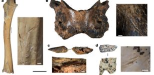 New Denisovan Fossil: Extinct Humans Inhabited Tibetan Plateau For 160, 000 Years - Study