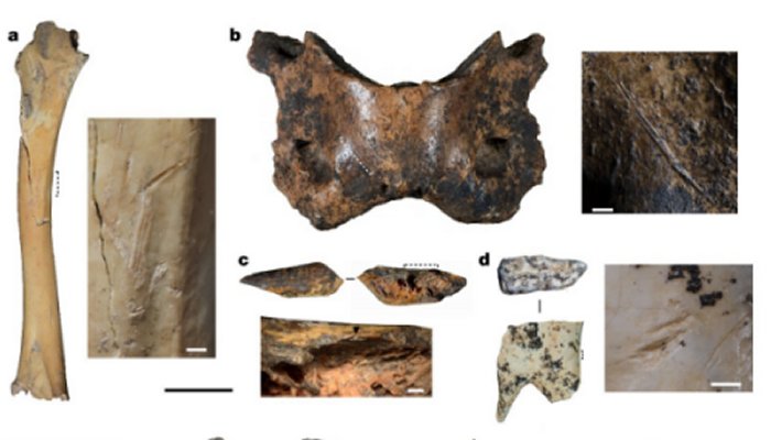 New Denisovan Fossil: Extinct Humans Inhabited Tibetan Plateau For 160, 000 Years - Study